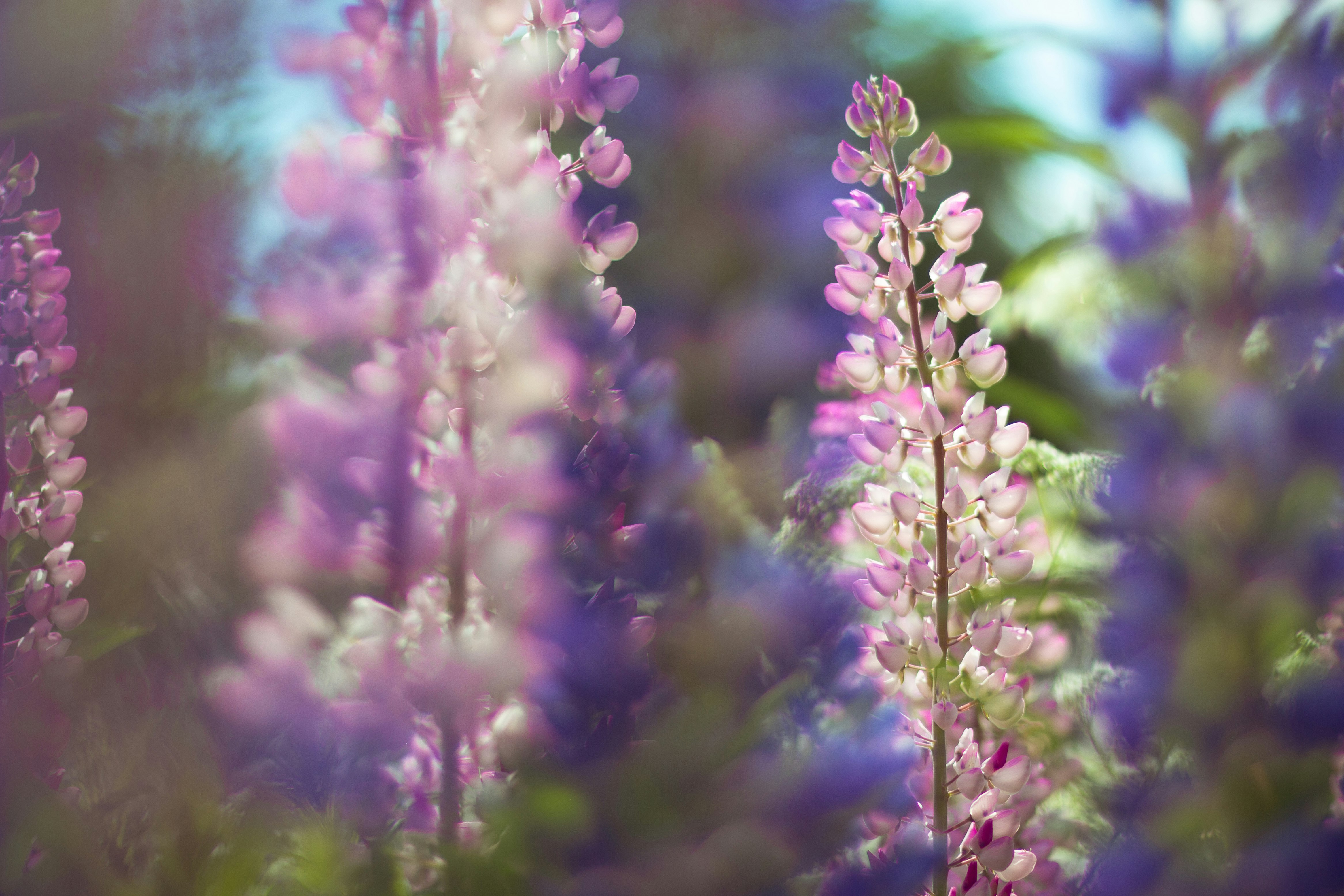 purple flowers in tilt shift lens